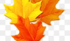 枫叶动漫,描绘东方奇幻的绚丽画卷